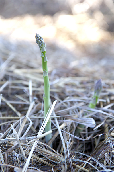 asparagusshoots