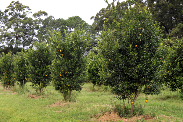 citrusorchard